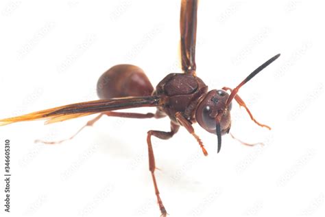 Polistes carolina, paper wasp, red wasp